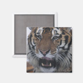 Siberischer Tiger-Yawning Magnet (Vorderseite/Rückseite)