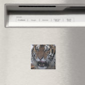 Siberischer Tiger-Yawning Magnet (In Situ (Geschirrspüler))