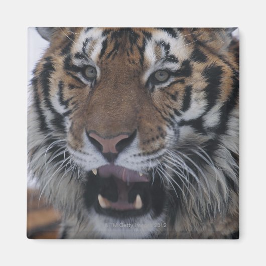 Siberischer Tiger-Yawning Magnet (Vorne)
