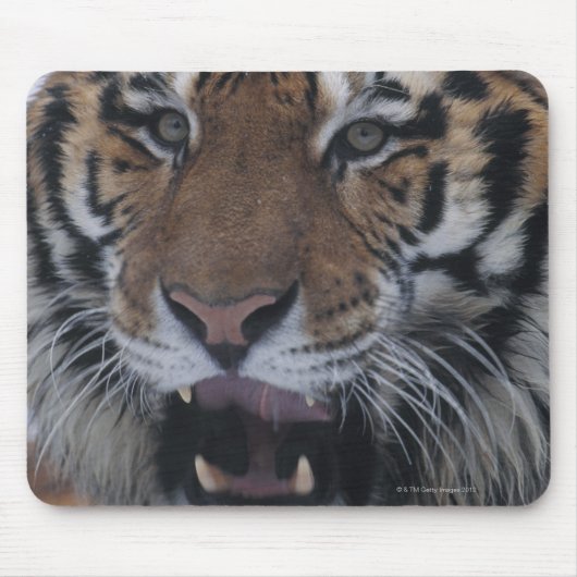 Siberischer Tiger-Yawning Mousepad (Vorne)