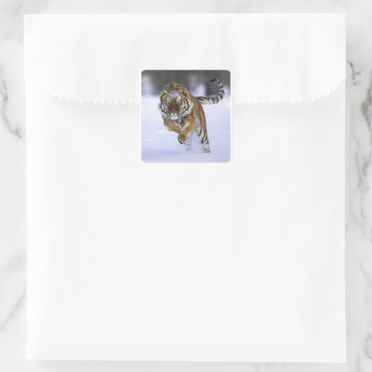 Siberischer Tigersticker Quadratischer Aufkleber (Tasche)