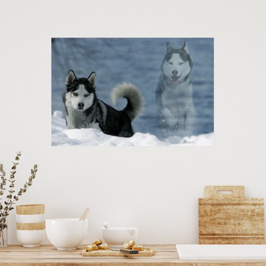 Sibirian Husky Poster (Küche)