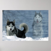 Sibirian Husky Poster (Vorne)