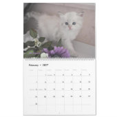 Sibirians Cats Kittens 2012 - 2013 Kalender (Feb 2027)