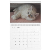 Sibirians Cats Kittens 2012 - 2013 Kalender (Mär 2027)