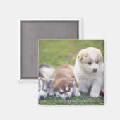 Sibirien Husky; ein arbeitender Hund züchtet Magnet (Vorderseite/Rückseite)