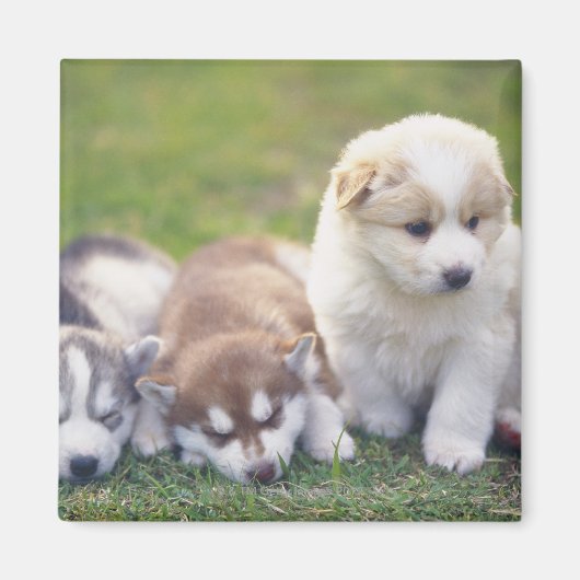 Sibirien Husky; ein arbeitender Hund züchtet Magnet (Vorne)