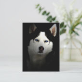Sibirien Husky Postkarte (Stehend Vorderseite)