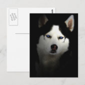 Sibirien Husky Postkarte (Vorne/Hinten)