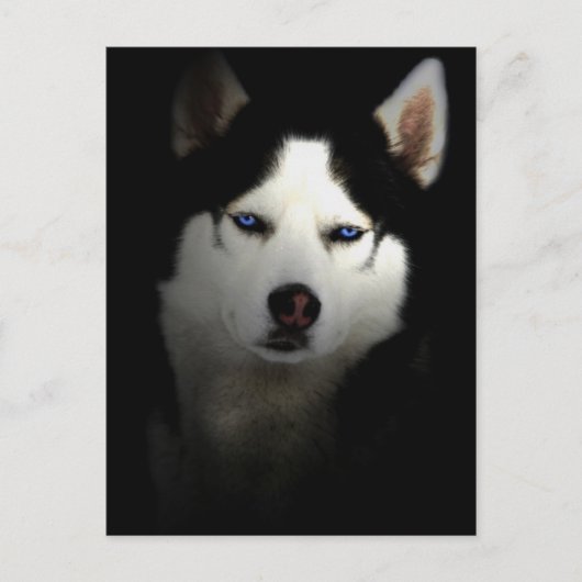 Sibirien Husky Postkarte (Vorderseite)