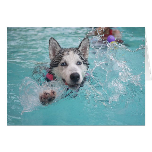 Sibirien Husky Schwimmen im Pool (Vorderseite (Horizontal))