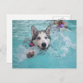 Sibirien Husky Schwimmen im Pool Postkarte (Vorne/Hinten)