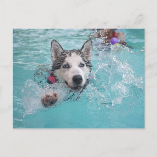 Sibirien Husky Schwimmen im Pool Postkarte (Vorderseite)