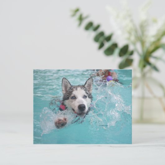 Sibirien Husky Schwimmen im Pool Postkarte (Stehend Vorderseite)