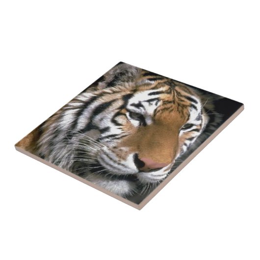 Sibirien Tiger Lounge Kunst Fliese (Seite)