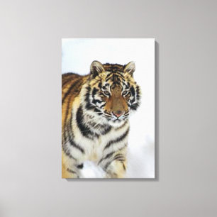 Sibirien Tiger Lounge Kunst Leinwanddruck
