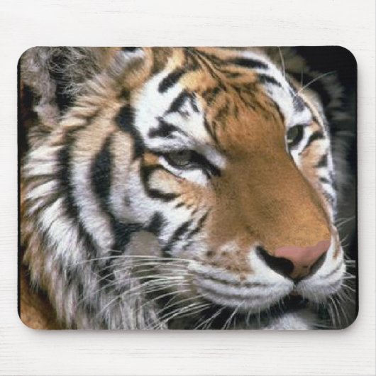 Sibirien Tiger Lounge Kunst Mousepad (Vorne)