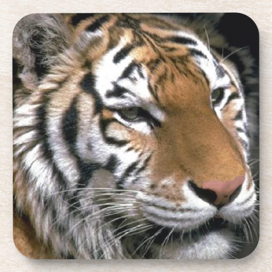 Sibirien Tiger Lounge Kunst Untersetzer (Vorderseite)