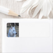 sibirisch-huselweiß (Insitu)