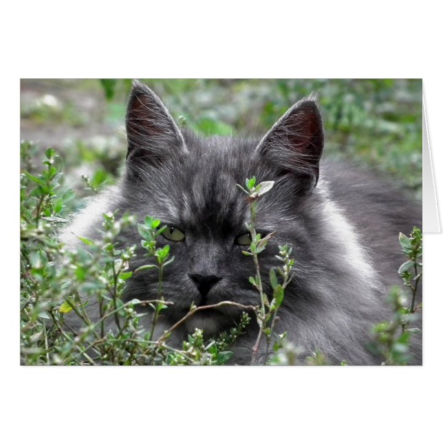 sibirisch | Katapportrait (Vorderseite (Horizontal))