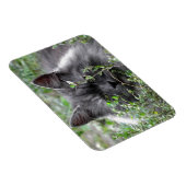 sibirisch | Katapportrait Magnet (Rechte Seite)
