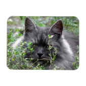 sibirisch | Katapportrait Magnet (Horizontal)