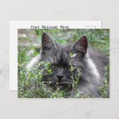 sibirisch | Katapportrait Postkarte (Vorne/Hinten)