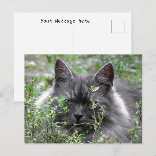 sibirisch | Katapportrait Postkarte (Vorne/Hinten)