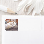 sibirisch-weißer Schlaf (Insitu)