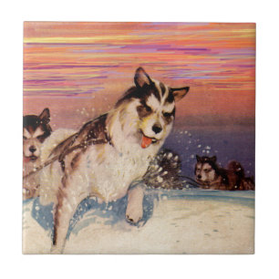 Sibirische Husky-Hunde in den 40er Jahren machen i Fliese
