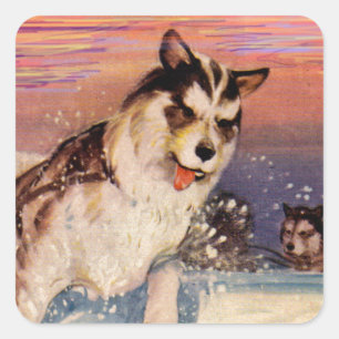 Sibirische Husky-Hunde in den 40er Jahren machen i Quadratischer Aufkleber