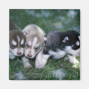 Sibirische Husky-Jungtiere, 3 Wochen Magnet