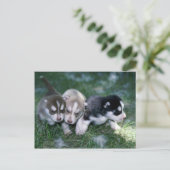 Sibirische Husky-Jungtiere, 3 Wochen Postkarte (Stehend Vorderseite)