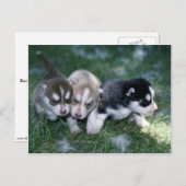 Sibirische Husky-Jungtiere, 3 Wochen Postkarte (Vorne/Hinten)