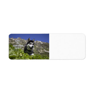sibirische Husky-Liebe