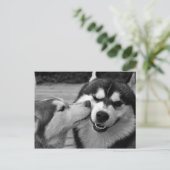 Sibirische Husky-Liebe Postkarte (Stehend Vorderseite)