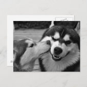 Sibirische Husky-Liebe Postkarte (Vorne/Hinten)