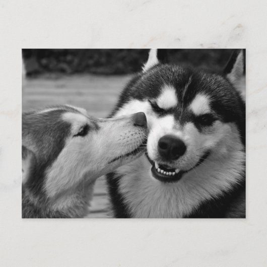 Sibirische Husky-Liebe Postkarte (Vorderseite)