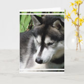 Sibirische Husky-Profilkarte Karte (Gelbe Blume)