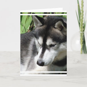 Sibirische Husky-Profilkarte Karte