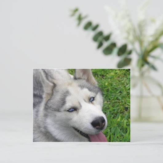 sibirische Husky-Vorlage Postkarte (Stehend Vorderseite)