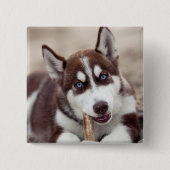 Sibirische Husky-Welpe am Strand Button (Vorderseite)