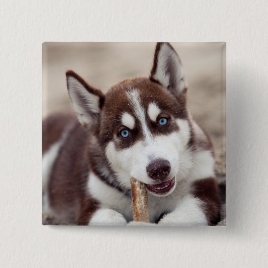 Sibirische Husky-Welpe am Strand Button (Vorderseite)