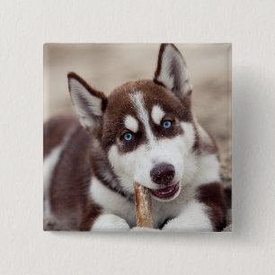 Sibirische Husky-Welpe am Strand Button