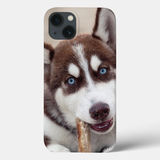 Sibirische Husky-Welpe am Strand Case-Mate iPhone Hülle (Rückseite)