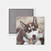 Sibirische Husky-Welpe am Strand Magnet (Vorderseite/Rückseite)