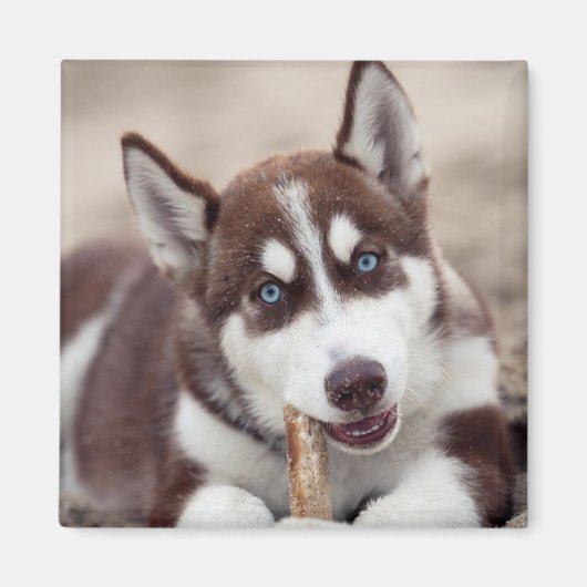 Sibirische Husky-Welpe am Strand Magnet (Vorne)