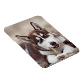 Sibirische Husky-Welpe am Strand Magnet (Rechte Seite)