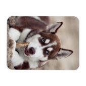 Sibirische Husky-Welpe am Strand Magnet (Horizontal)