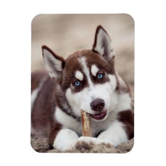 Sibirische Husky-Welpe am Strand Magnet (Vertikal)